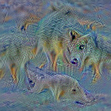 n02114367 timber wolf, grey wolf, gray wolf, Canis lupus